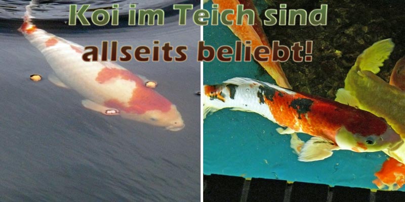 koi-im-teich-mit-klarem-wasser