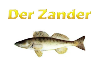 zander-merkmale-koerper