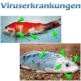 Fischkrankheiten Teichfilter