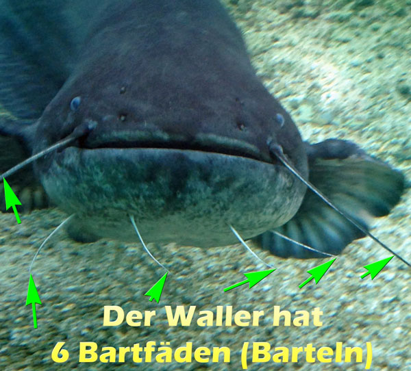 waller-mit-6-barteln-bartfaehden