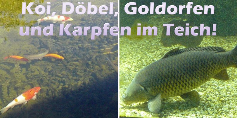 koi-doebel-goldorfen-karpfen-teich