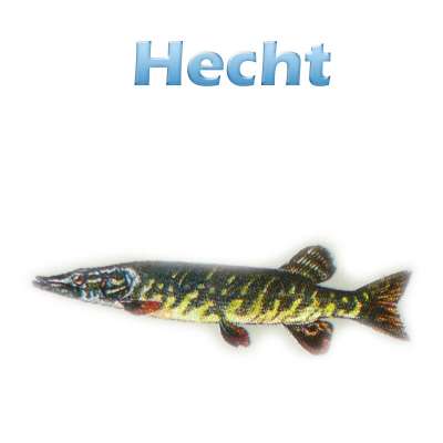 Der Hecht (esox lucius) Teichfilter