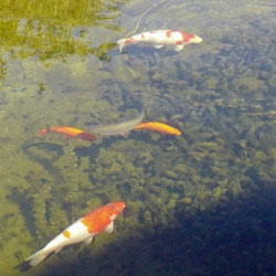 klares-wasser-im-teich-statt-gruen