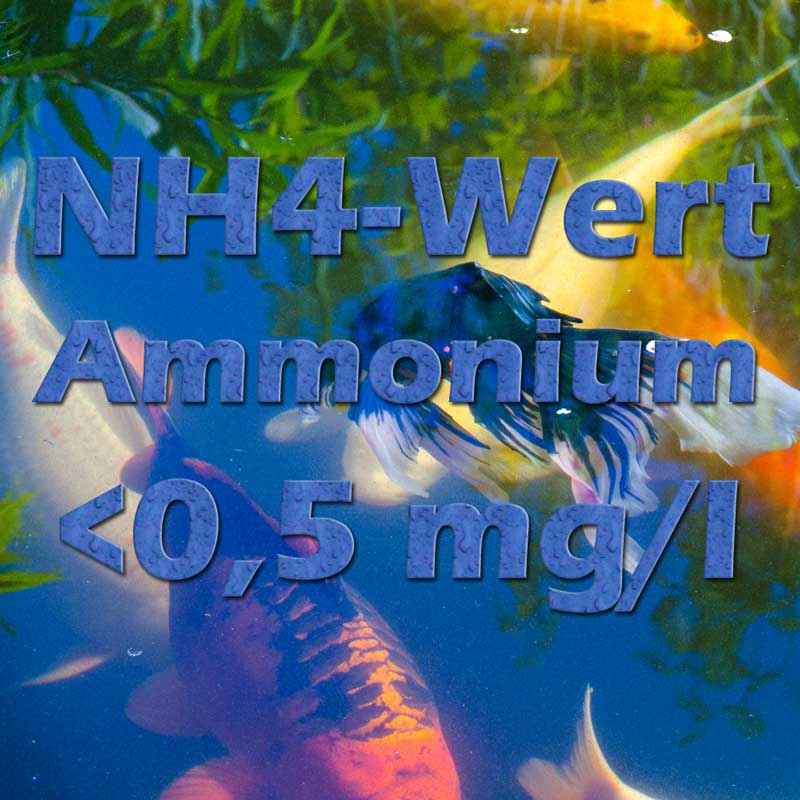 Ammonium NH4 im Teich Teichfilter