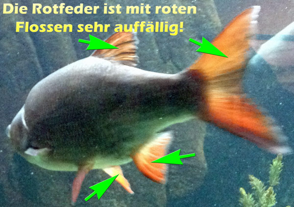 rotfeder-rote-flossen