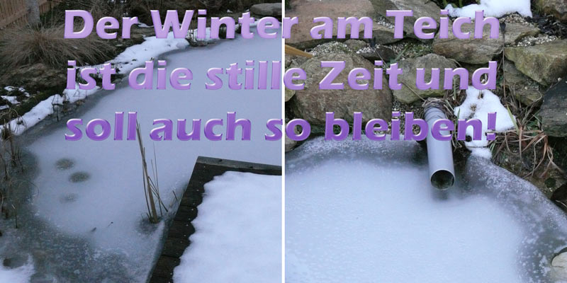 tipps-teich-im-winter-pflegen