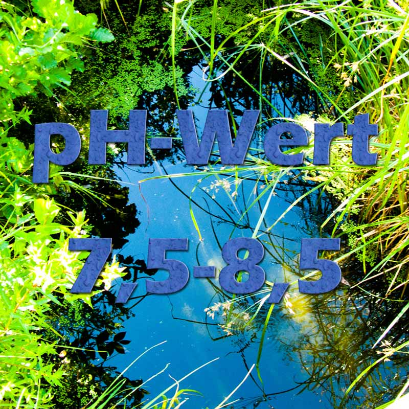Der pHWert im Teich Teichfilter