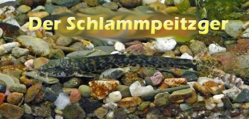 schlammpeitzger-merkmale-foto