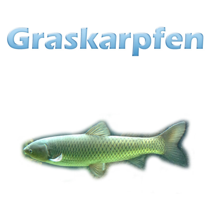 Der Graskarpfen (ctenopharyngodon idella) Teichfilter