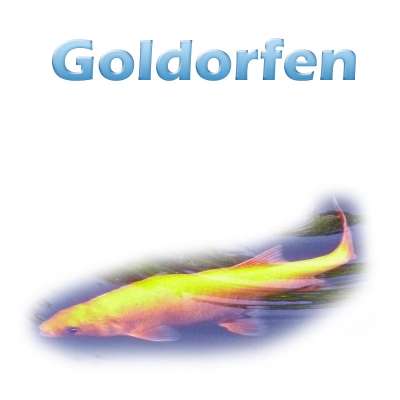 Die Goldorfen (Zuchtform aus leuciscus idus) Teichfilter