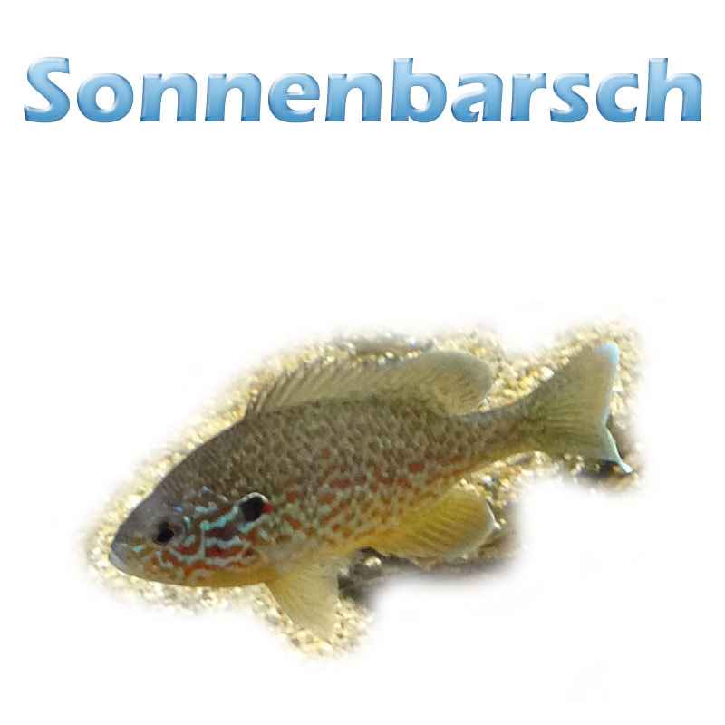 Der Sonnenbarsch (lepomis gibbosus) Teichfilter