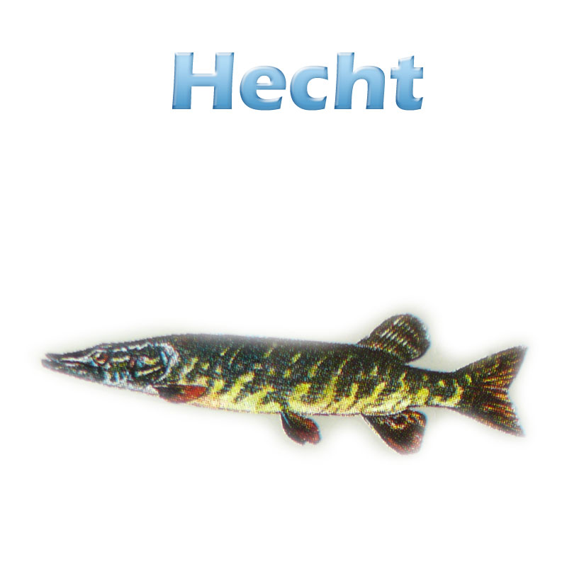 Der Hecht (esox lucius) Teichfilter