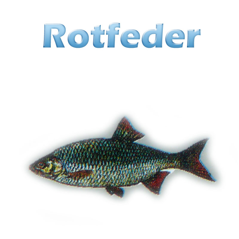 Die Rotfeder (scardinius erythrophthalmus) Teichfilter
