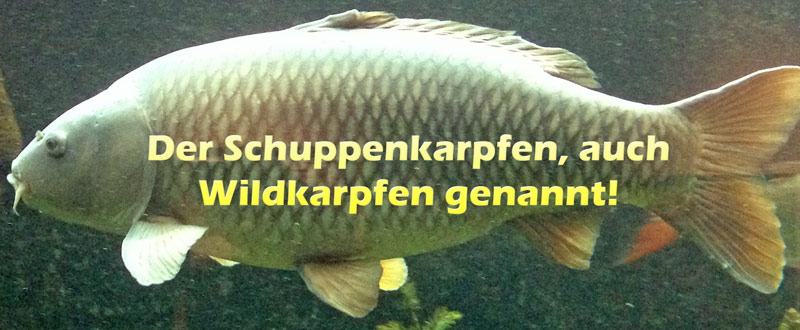 schuppenkarpfen-wildkarpfen-merkmale-bild