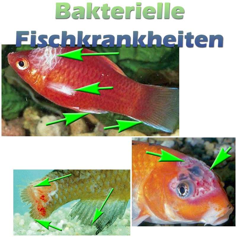 Bakterielle Fischkrankheiten wie Flossenfäule, Bauchwassersucht und