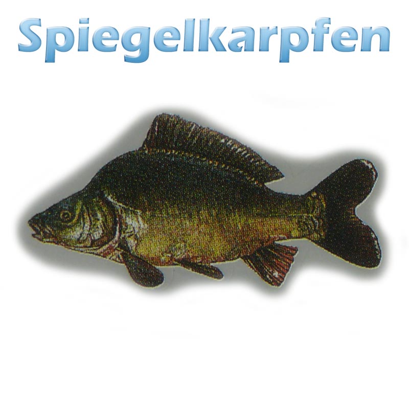 Der Spiegelkarpfen (cyprinus carpio) Teichfilter