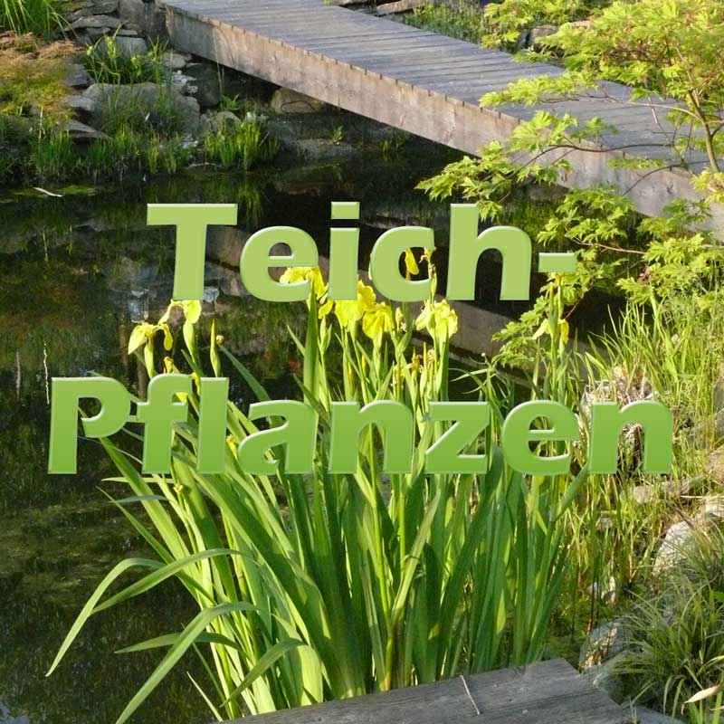 Teichpflanzen richtig einpflanzen Teichfilter