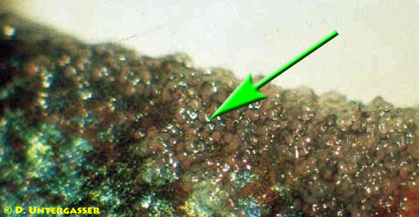 lymphocystis-neu