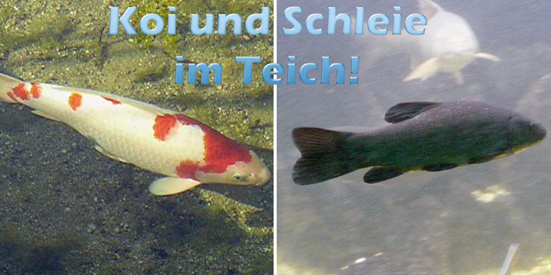 koi-schleie-im-teich