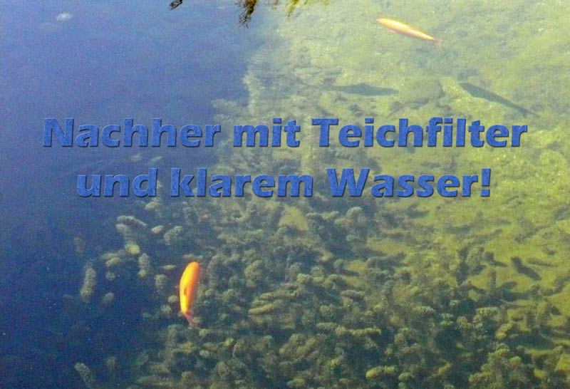 klares-wasser-mit-teichfilter-nachher