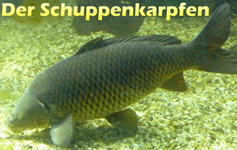 schuppenkarpfen-fotos