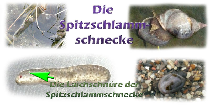 spitzschlammschnecke-fotos