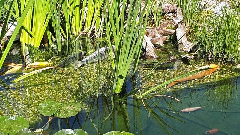 erfahrung-bericht-teichfilteranlage-3-regentonnen-koiteich-12000-liter-wasser-klar-ohne-algen-2