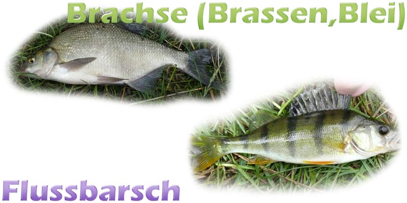 brachse-brassen-flussbarsch-teich