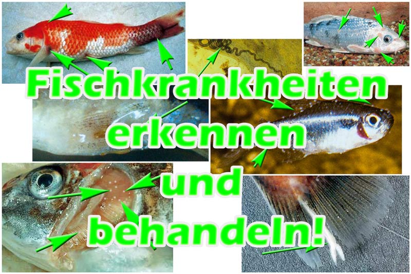 fischkrankheiten-teich-erkennen-behandeln-fotos