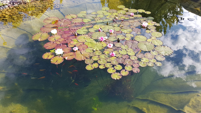 kunden-erfahrung-teichfilter-20000-liter-teich-3-filterkammern-goldfische-rotfedern-8