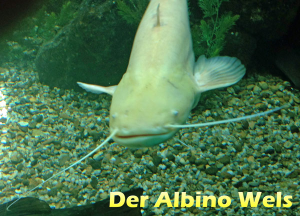 albino-wels-foto