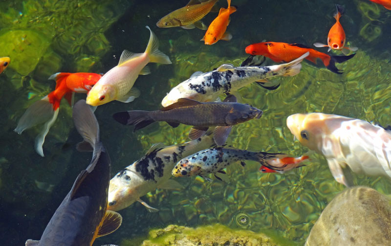 erfahrung-mit-teichfilter-koi-gartenteich-1