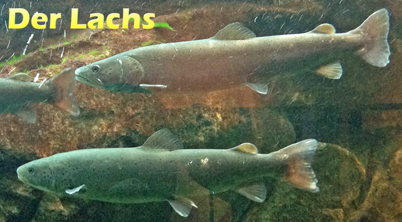 lachs-merkmale-fotos