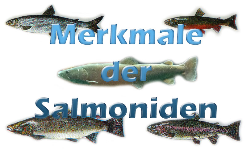 salmoniden-merkmale