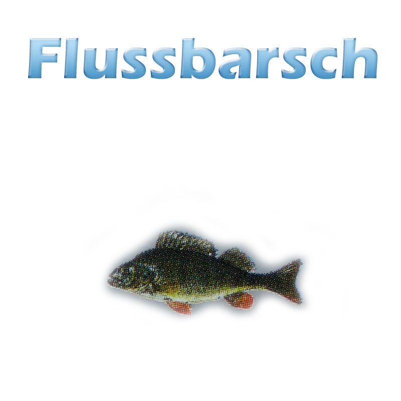 Der Flussbarsch (perca fluviatilis) Teichfilter