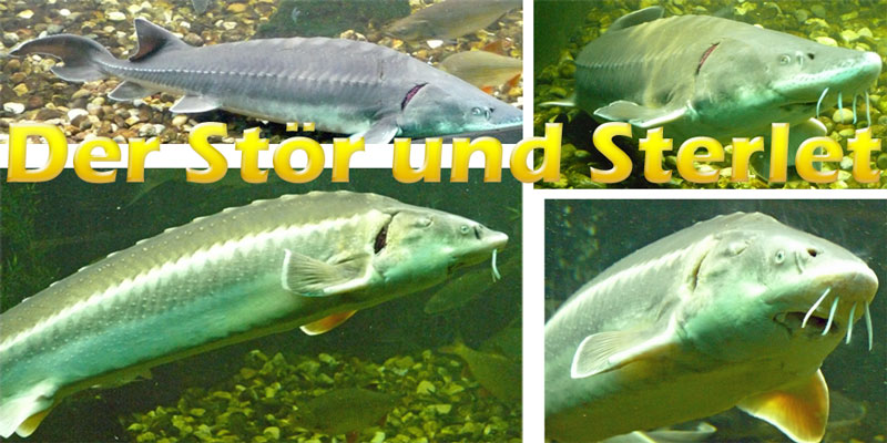 stoer-sterlet-fotos