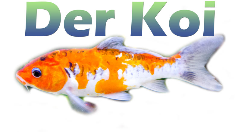 koi-farben-merkmale-bild