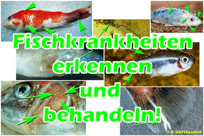 fischkrankheiten-teich-erkennen-behandeln-fotos-neu
