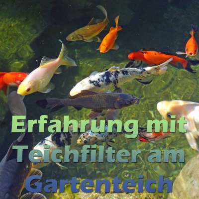 Meine Erfahrung mit dem Teichfilter am Gartenteich Teichfilter