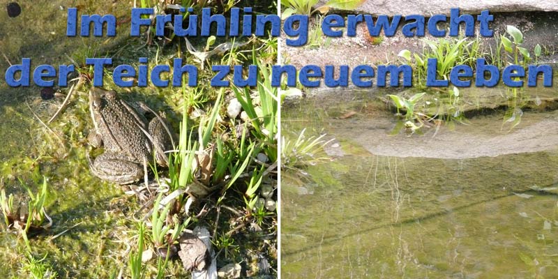 teich-im-fruehling-frosch-pflegeplan