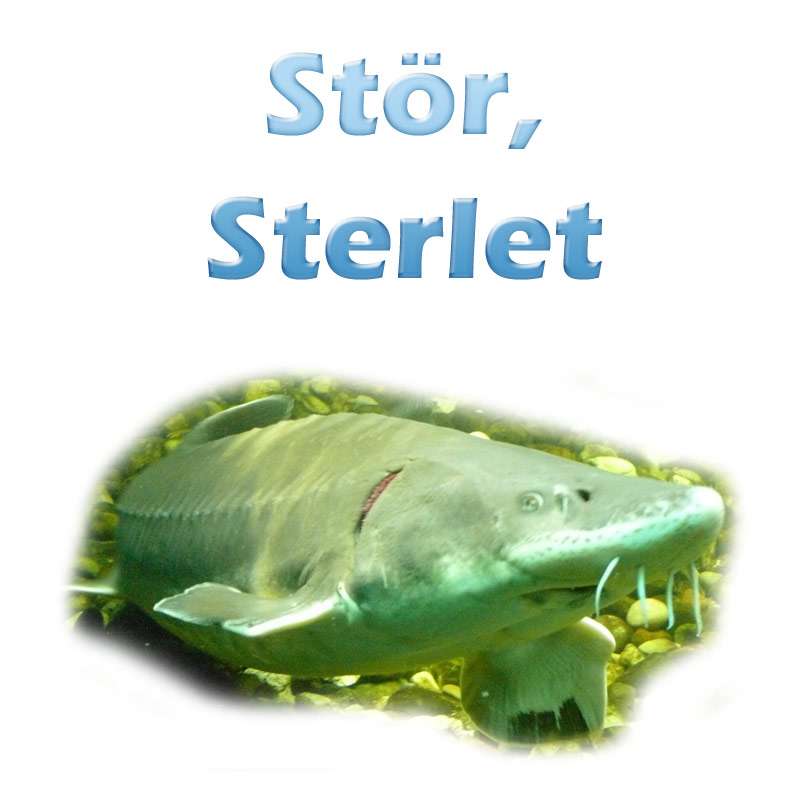 Der Stör (acipenser sturio) und der Sterlet (acipenser ruthenus