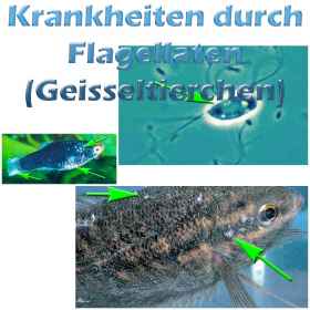 Fischkrankheiten Teichfilter