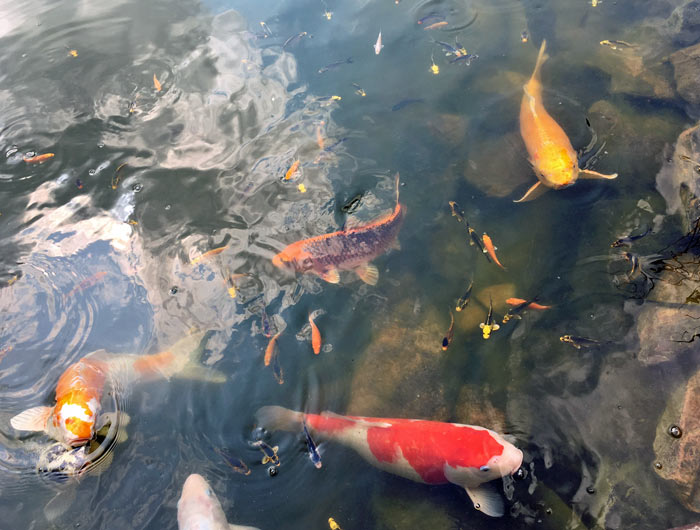 koi-nachwuchs-teich-erfahrung-1