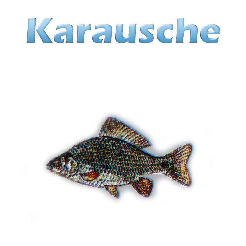 Die Karausche (carassius carassius) Teichfilter