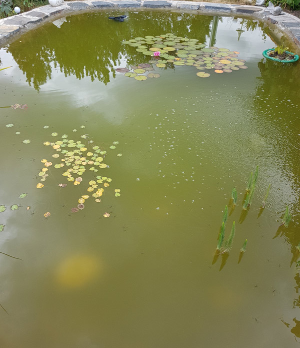 kunden-erfahrung-teichfilter-20000-liter-teich-3-filterkammern-goldfische-rotfedern-12