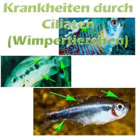 Fischkrankheiten Teichfilter