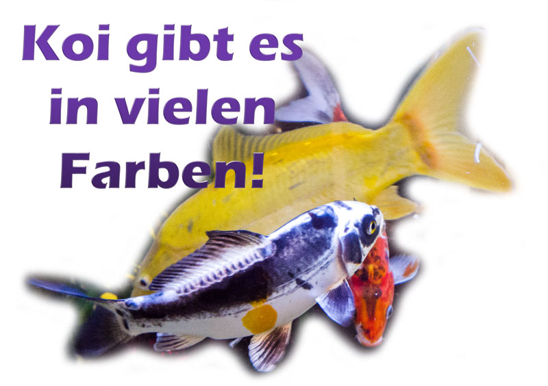 koi-im-aquarium-und-teich-beispiele