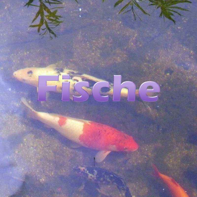 Fische im Teich einsetzen und pflegen Teichfilter
