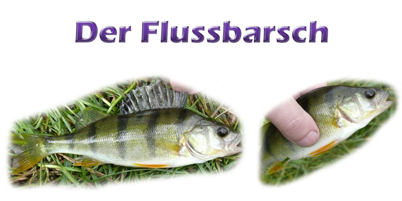 flussbarsch-fotos