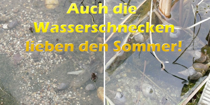 wasserschnecken-im-teich-sommer